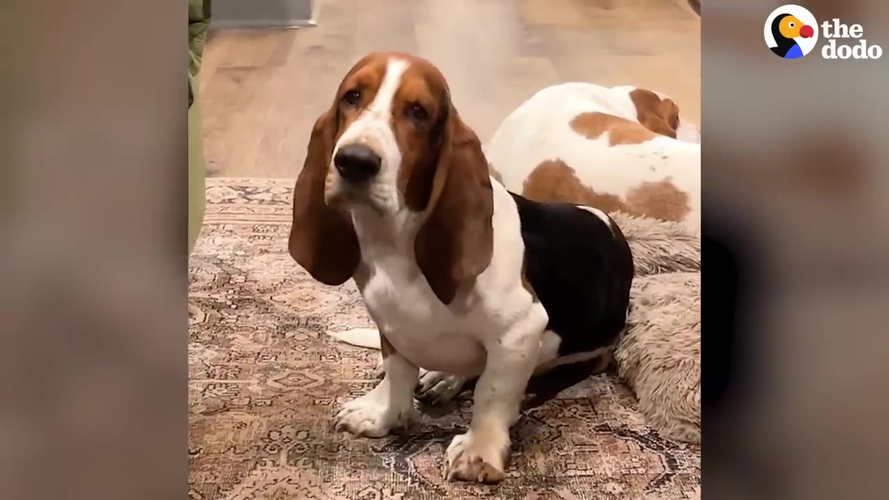 A Basset Hound sitting on a rug inside a home, looking up with big floppy ears.