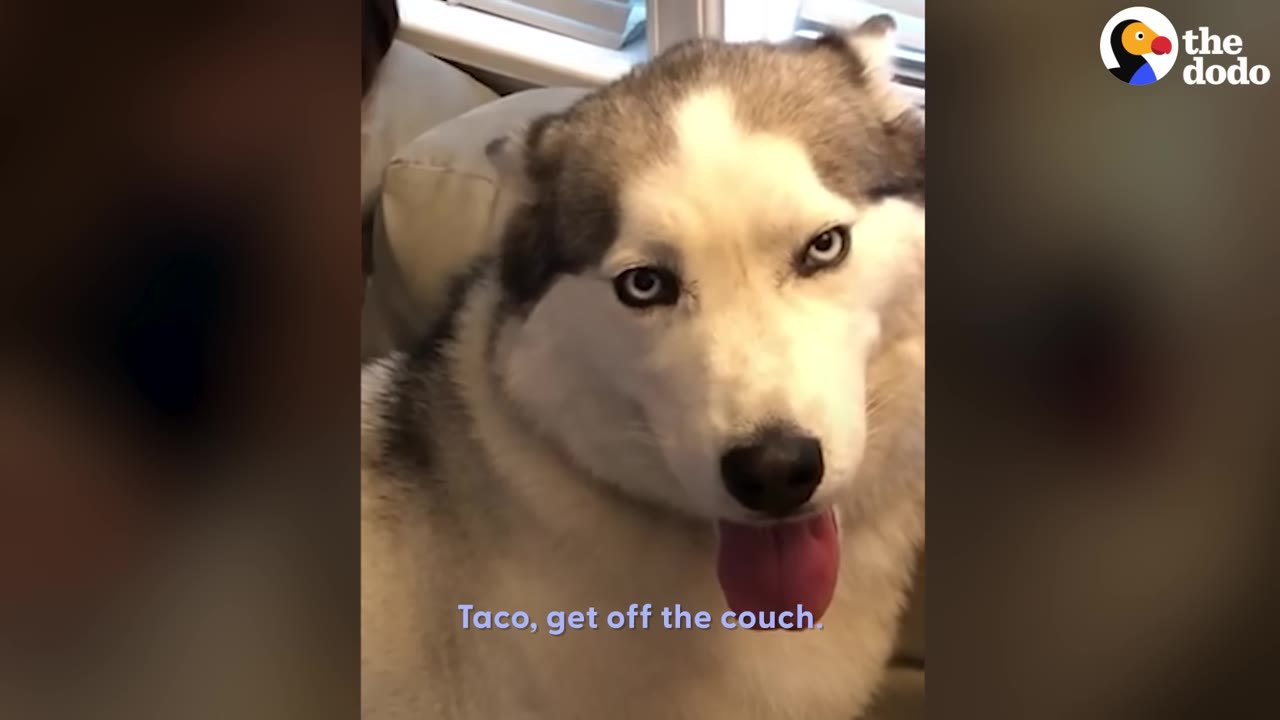 A close-up of a husky dog named Taco looking directly at the camera with a stubborn expression while sitting on a couch.