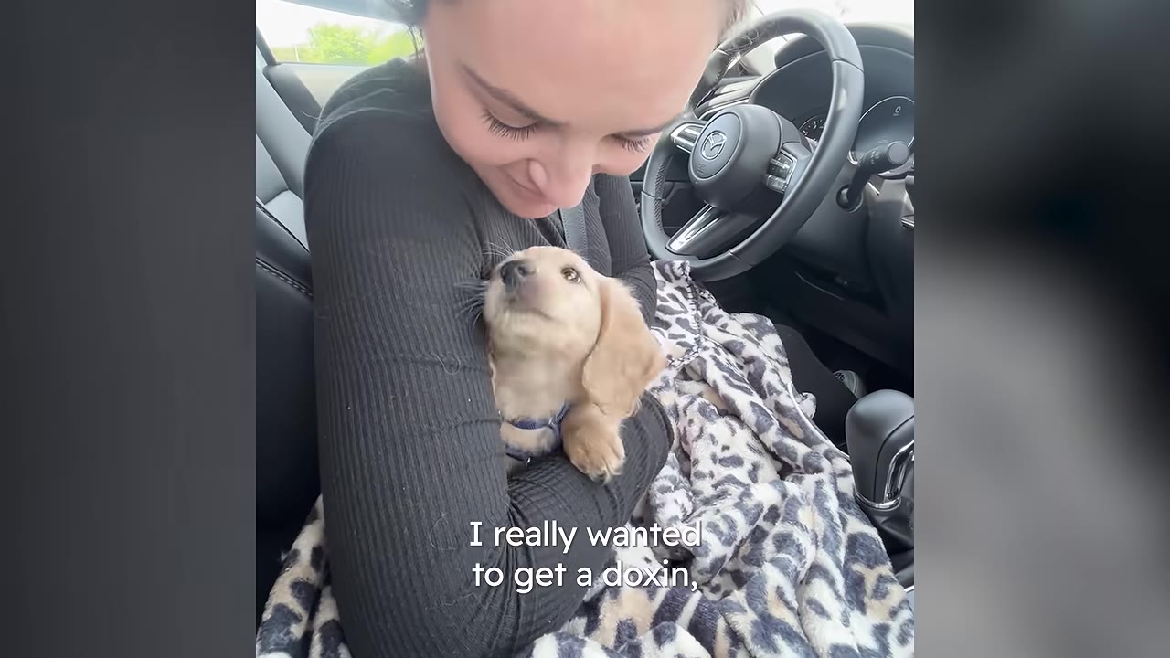 A woman holding and cuddling a small golden dachshund puppy inside a car.