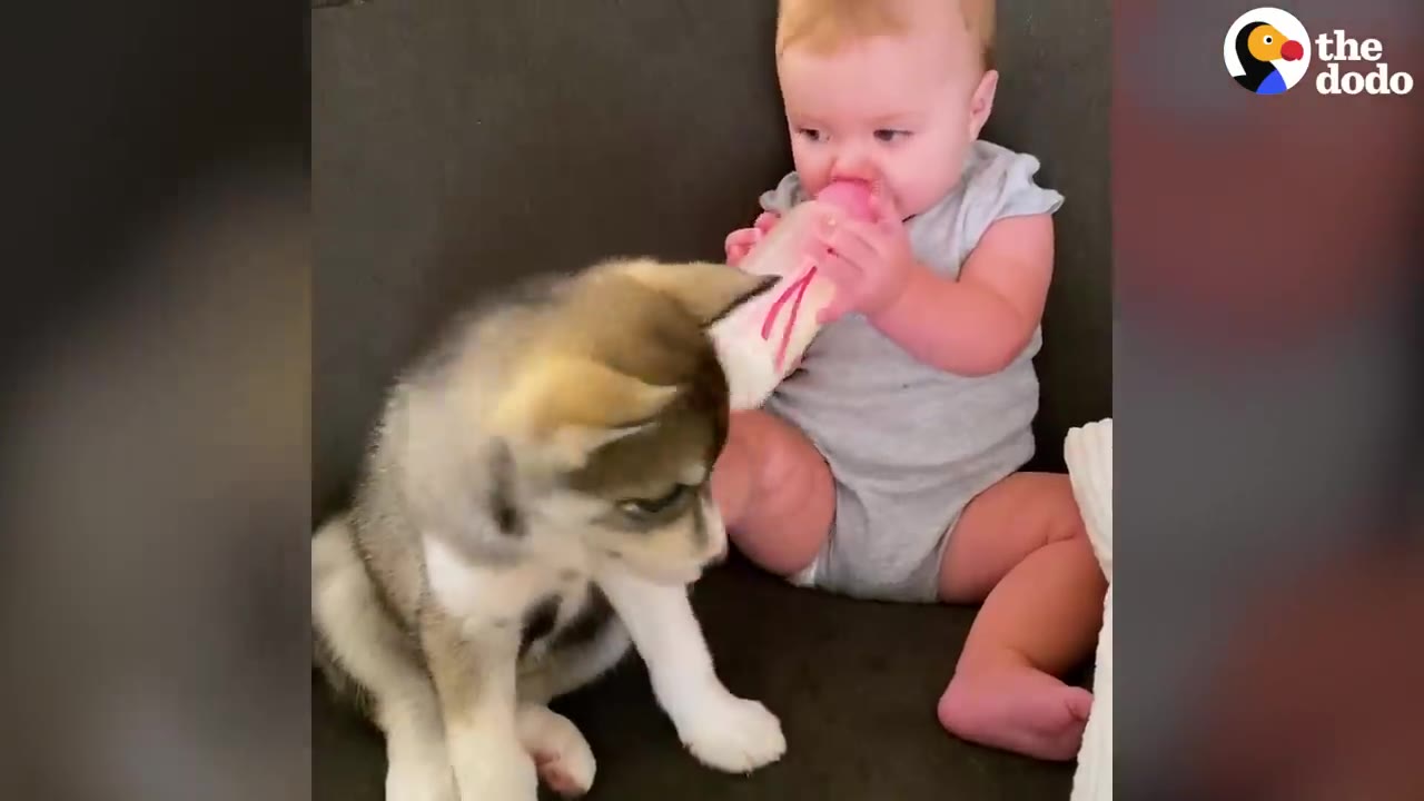 A baby sitting on a couch holding a bottle alongside a young husky puppy.