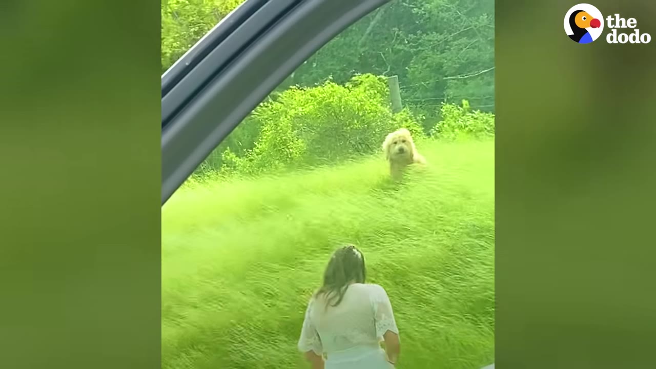 A golden fluffy dog standing in a field of tall green grass, viewed through an open car door.