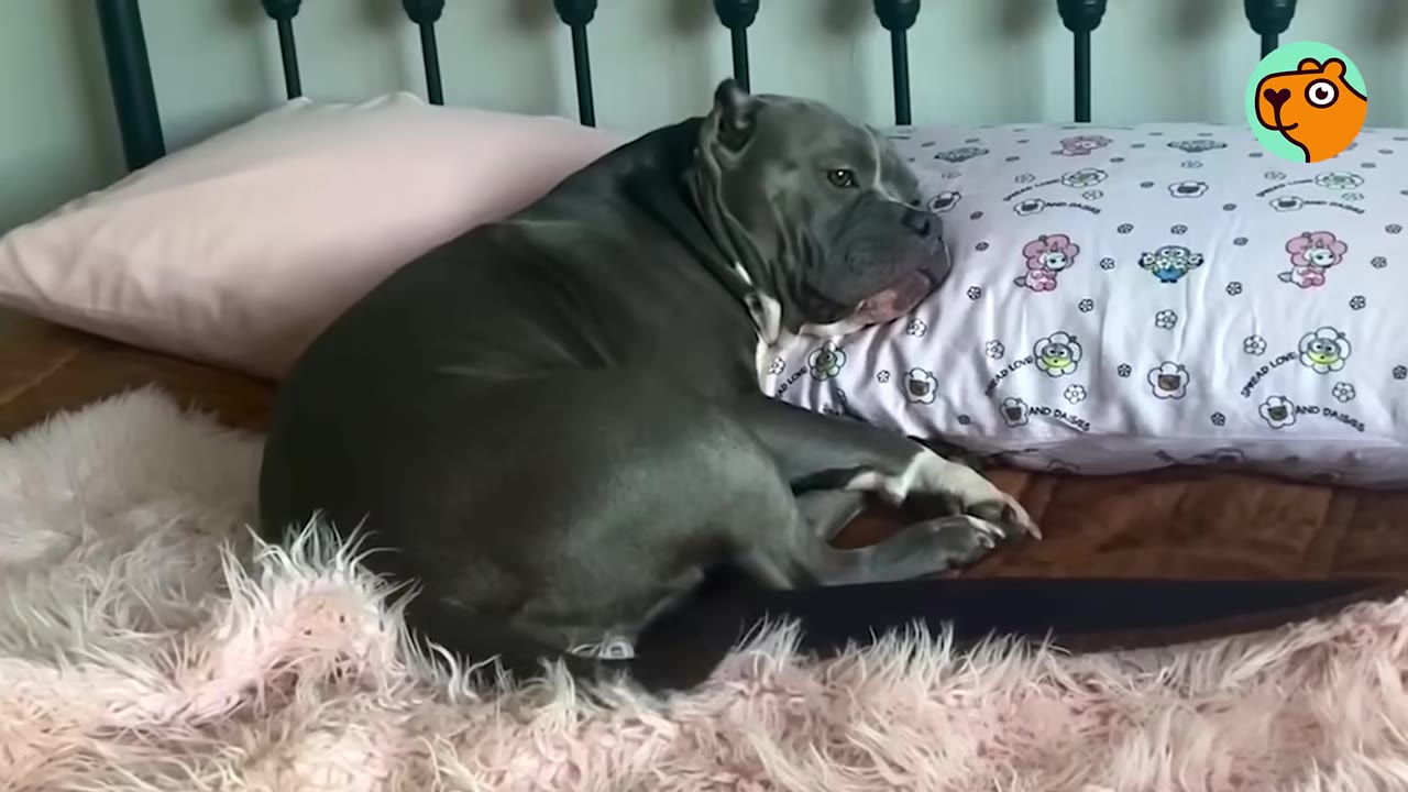 A gray pit bull mix resting its head on a patterned pillow on a bed with a pink fuzzy blanket.
