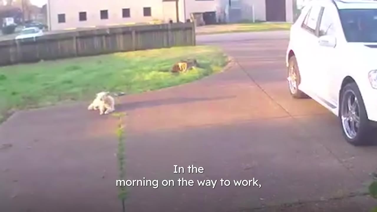 A white car parked on a paved driveway next to a grassy lawn where a small white dog is sitting, with text overlay that reads 'In the morning on the way to work,'.