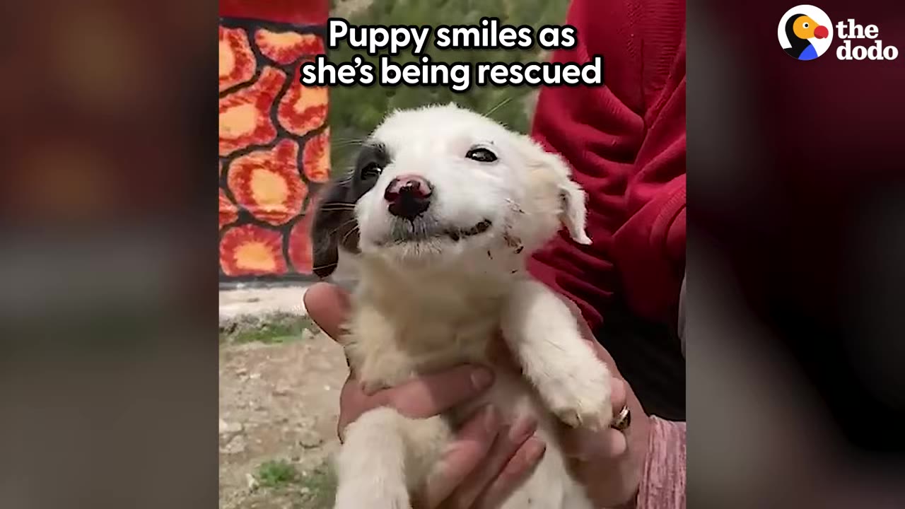 A small white and black puppy smiling while being held by a rescuer in a red sweater.