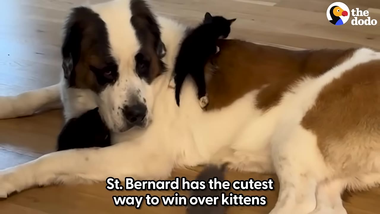 A large St. Bernard dog lies on a wooden floor with a small black kitten climbing on its back.
