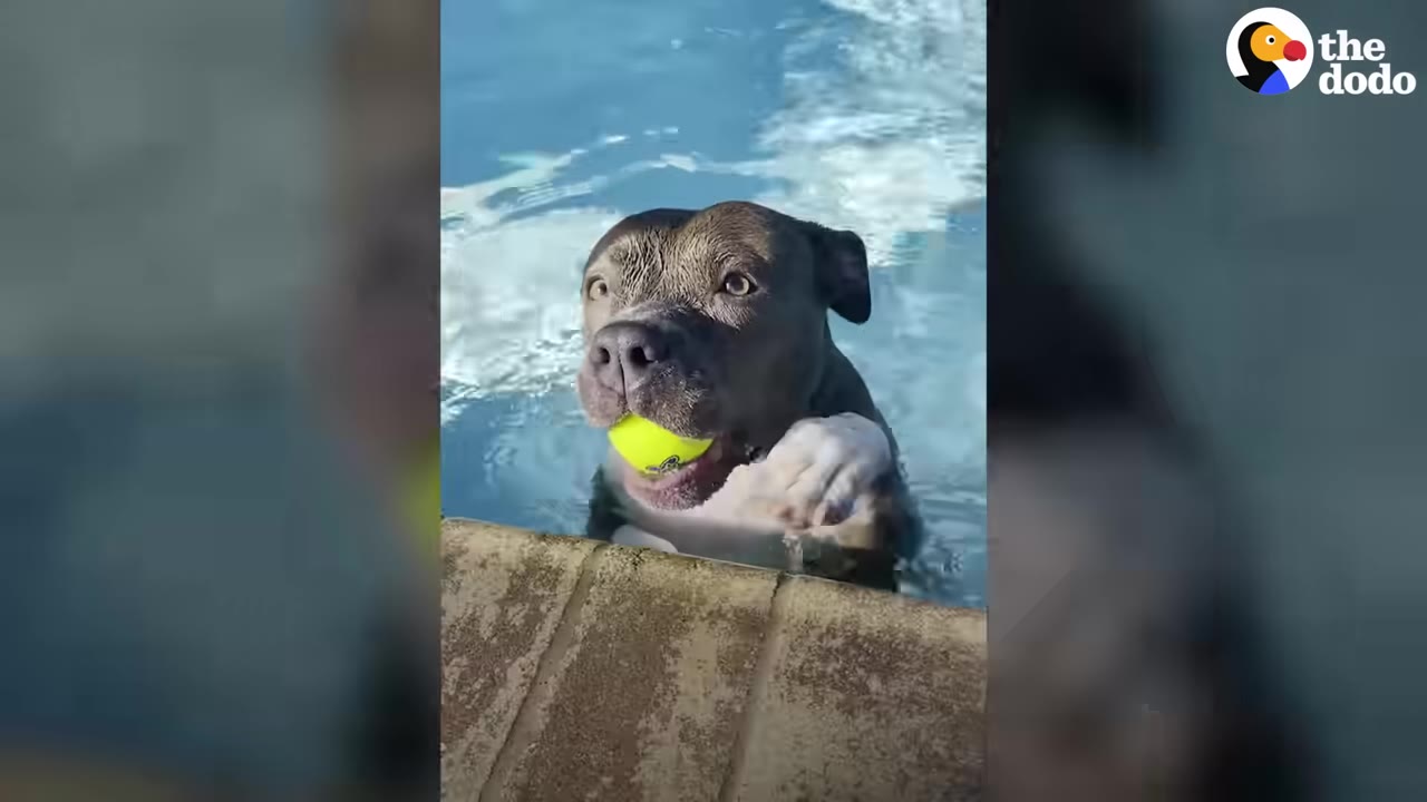 A gray pit bull resting its paws on the edge of a swimming pool while holding a bright yellow tennis ball in its mouth.