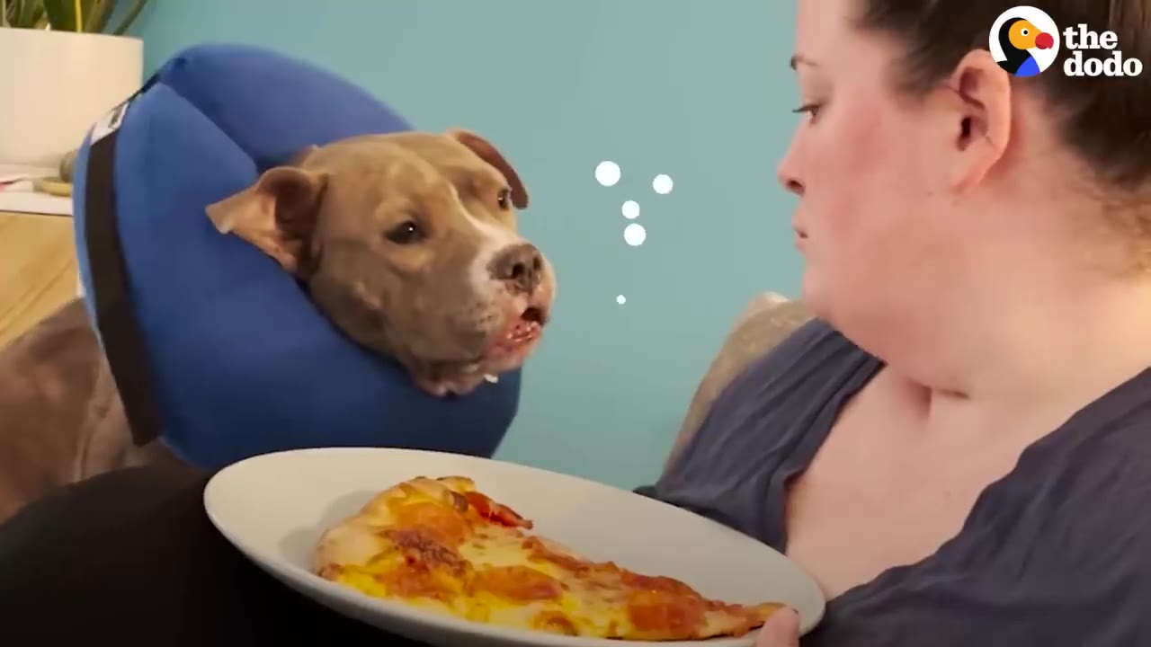 A pit bull wearing a blue inflatable neck collar looks intently at a woman holding a slice of pizza on a plate.