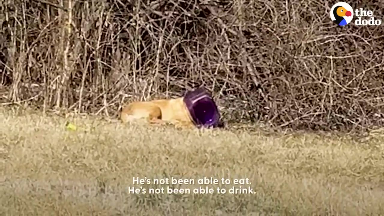 A tan dog lying down outdoors in grassy field near brush with a purple plastic container stuck over its head.