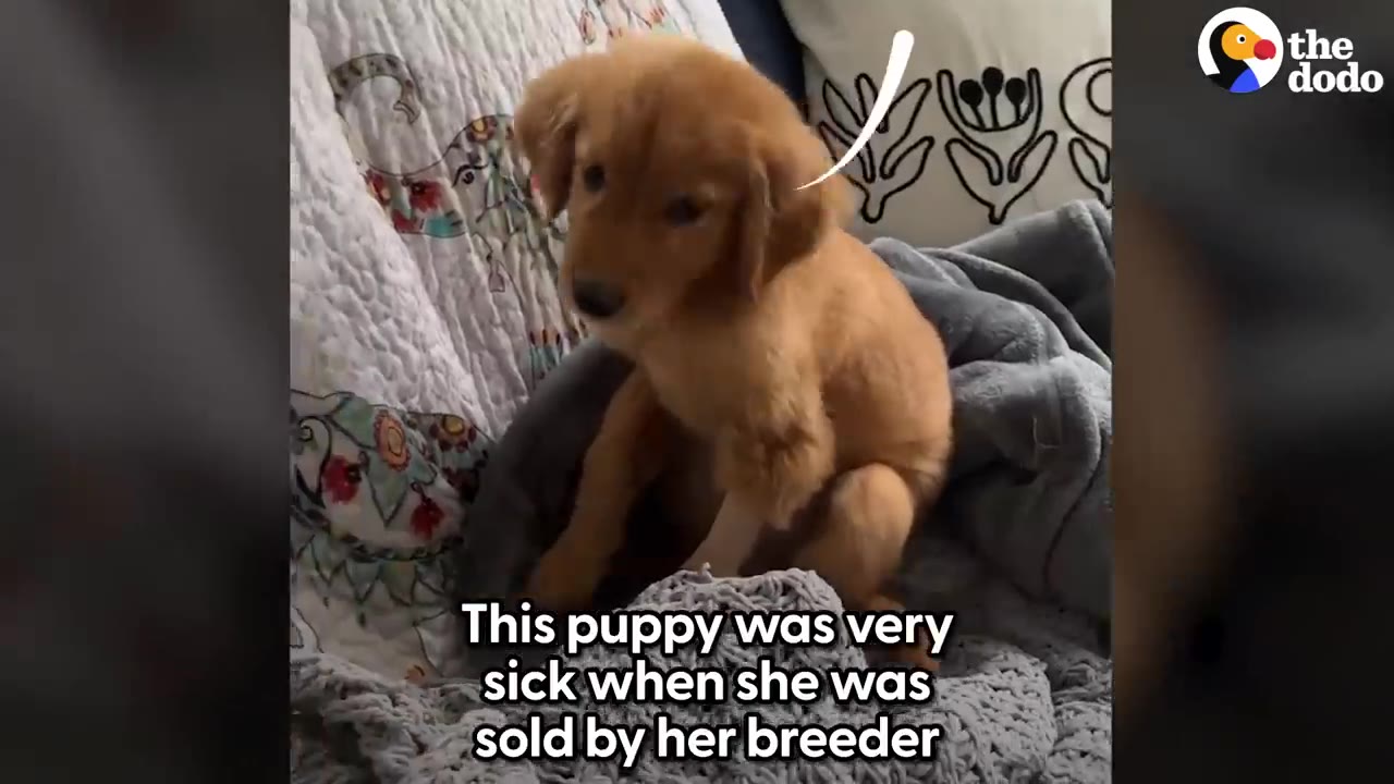 A small golden retriever puppy sitting wrapped in blankets on a sofa with text reading 'This puppy was very sick when she was sold by her breeder'.