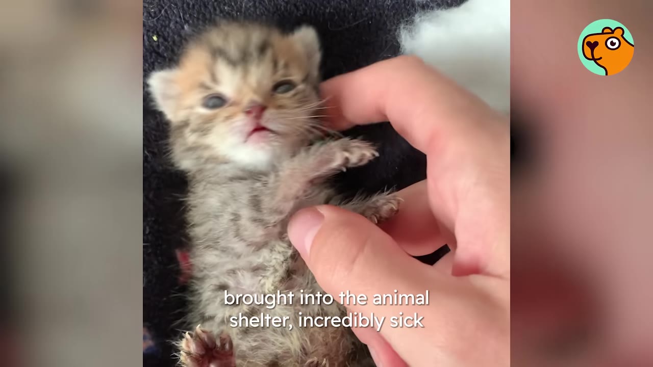 A tiny brown tabby kitten lies on its back while being gently petted by a person's hand.
