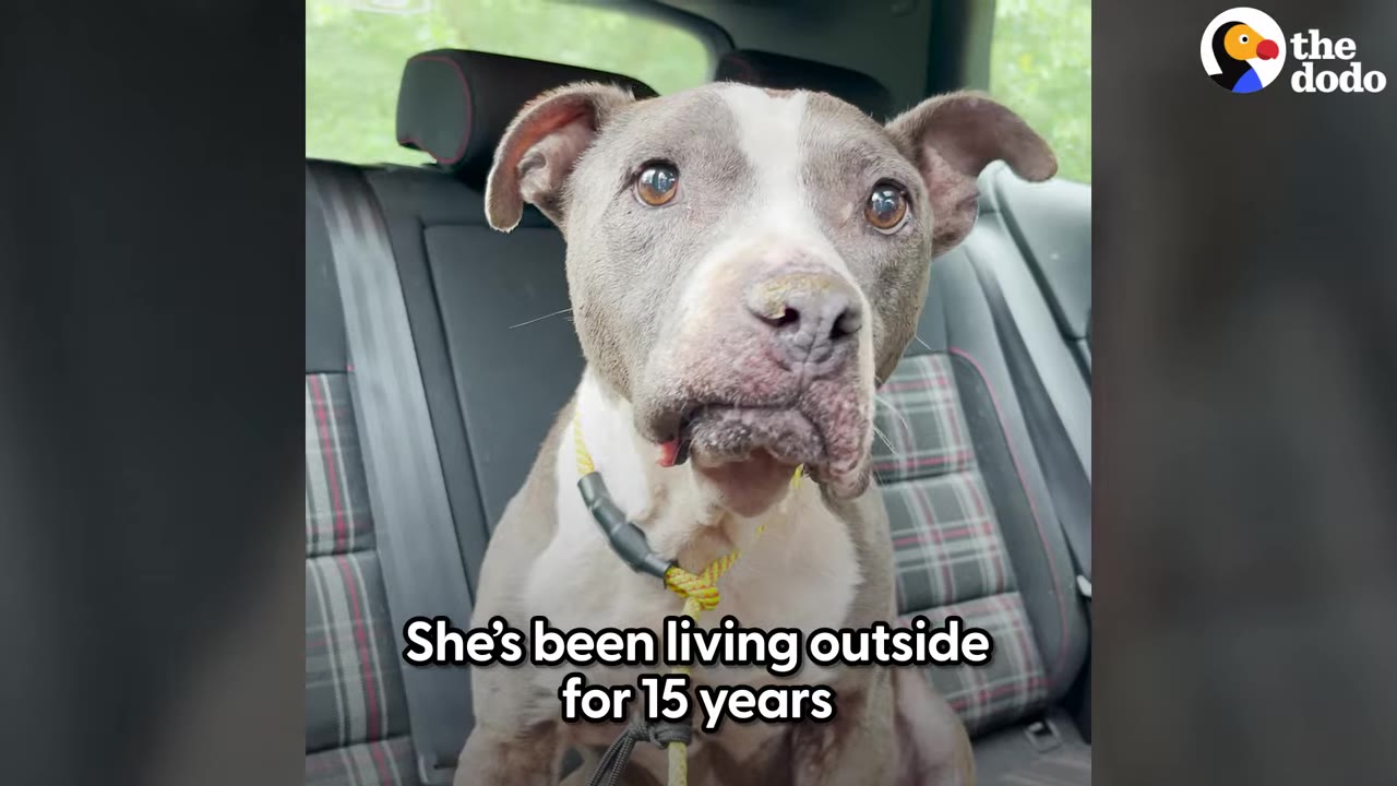 A grey and white elderly dog with gentle brown eyes sitting in the backseat of a car looking directly at the camera.