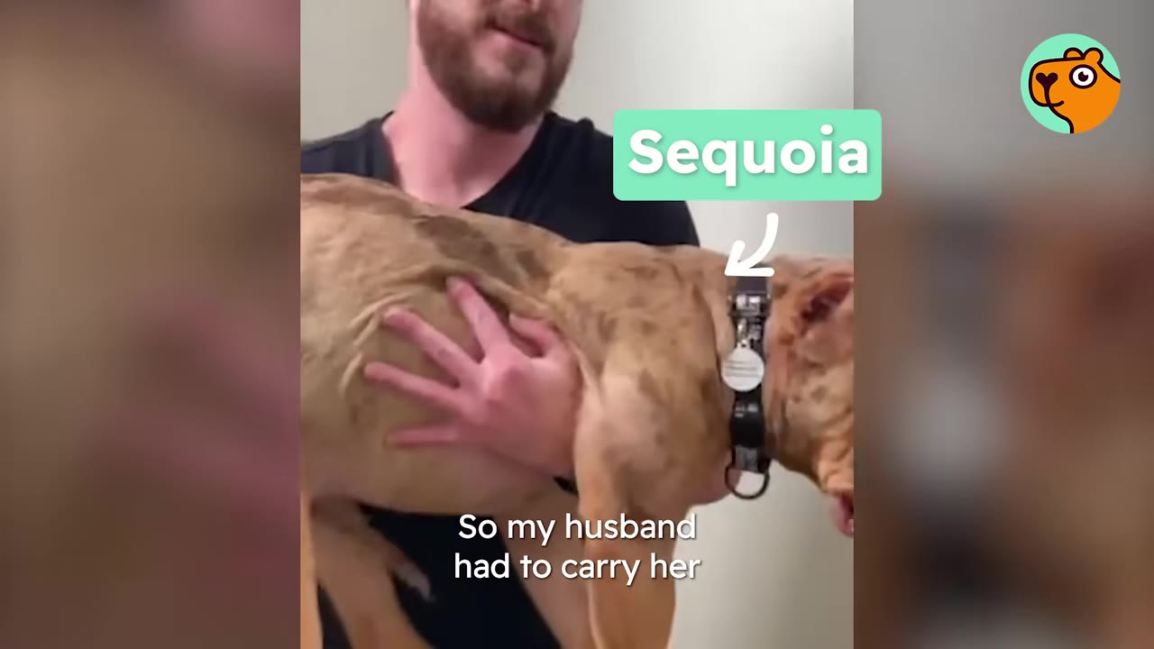 A man holding and carrying a brown dog named Sequoia in his arms indoors.
