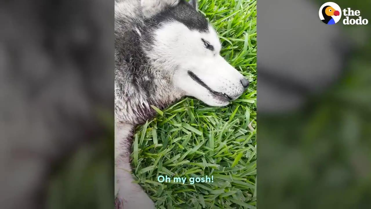 A husky lying motionless on green grass.