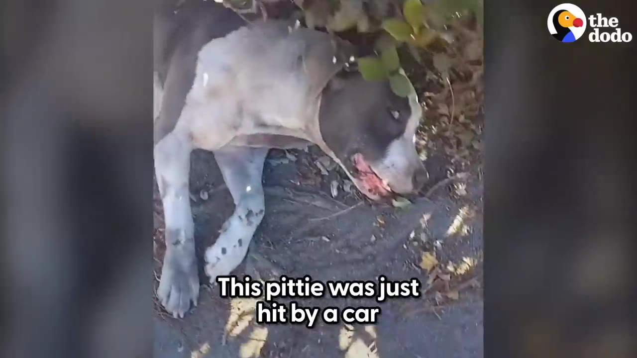 A gray and white pit bull lying injured on the ground near bushes.