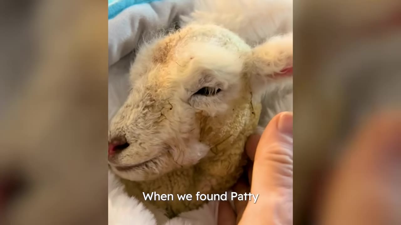 A newborn lamb wrapped in a white fleece blanket being gently petted on the cheek.