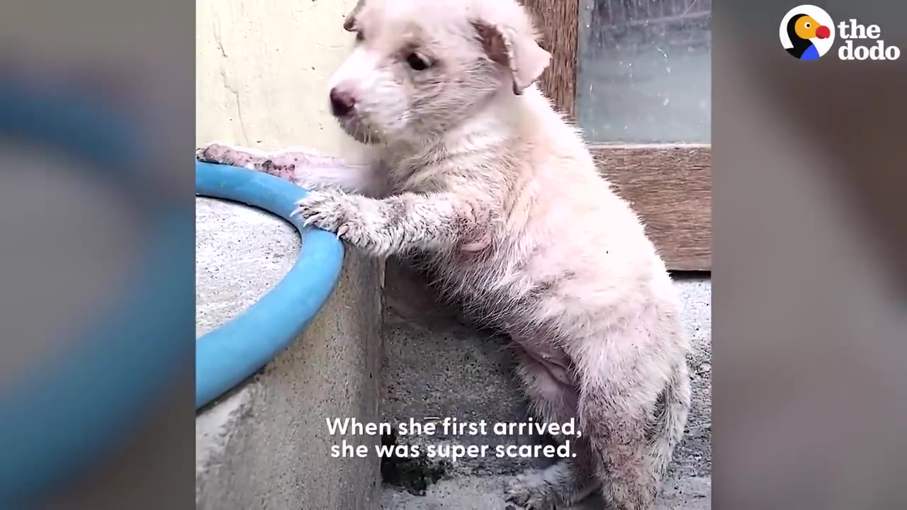 A small, dirty white puppy standing on its hind legs resting its front paws against a blue-rimmed concrete basin.