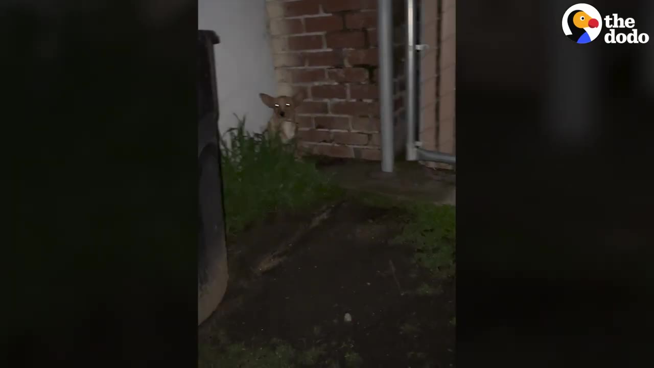 A small tan dog sitting nervously in a corner outside against a brick wall at night.