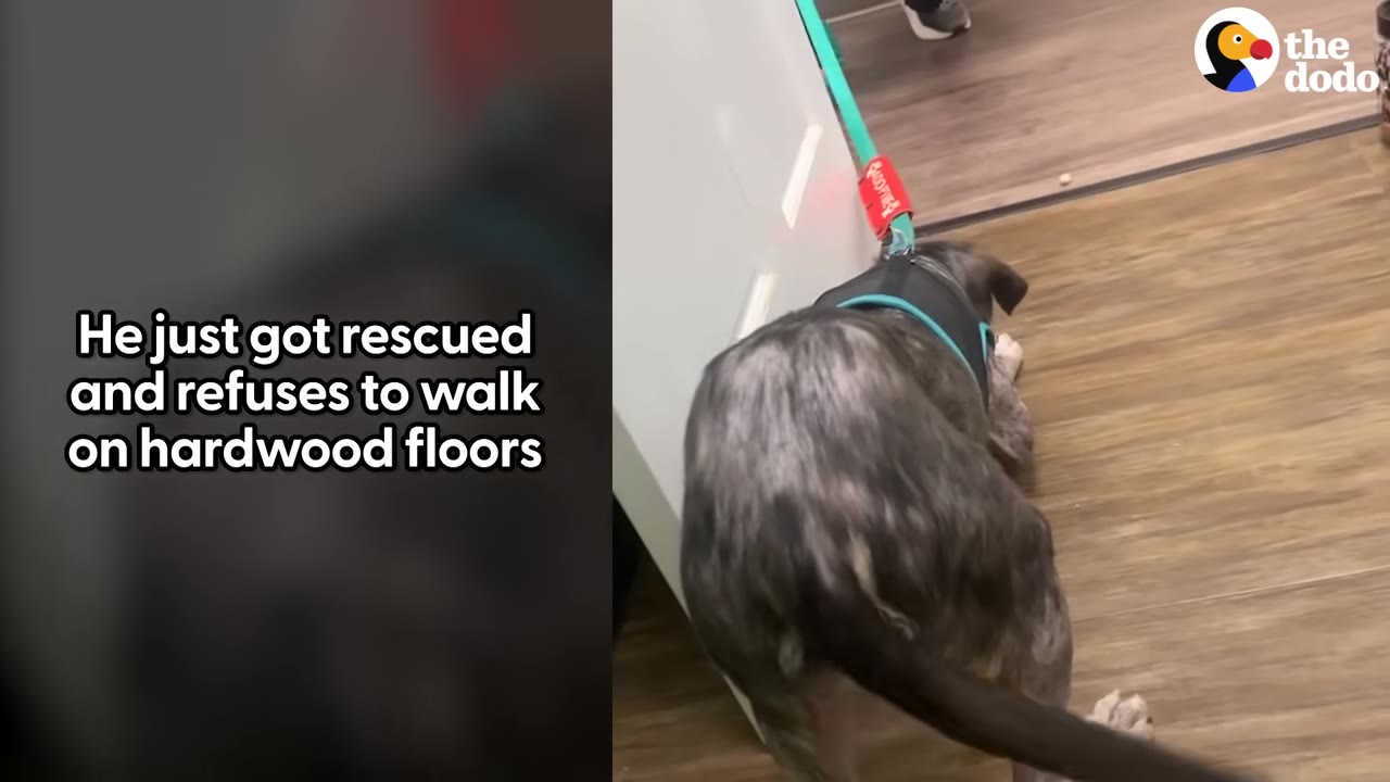 A brindle dog wearing a black harness and a green leash crouches hesitantly on a hardwood floor near a white doorway.