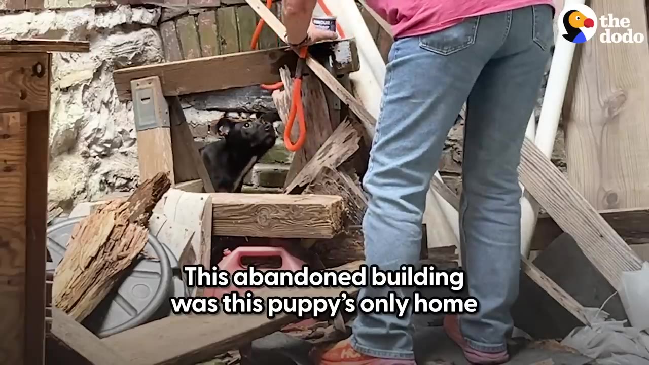 A small black puppy peeks out from under wooden debris, looking up uncertainly at a rescuer holding an orange leash.