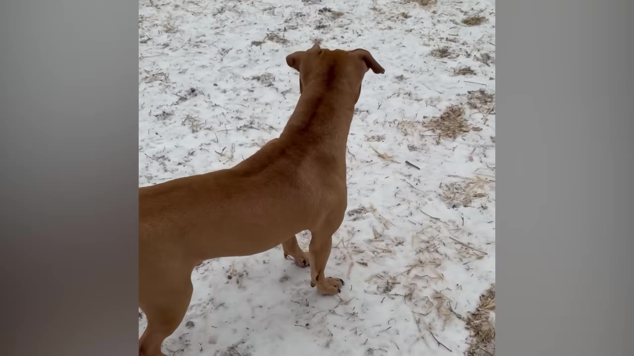 A brown dog stands in a snowy yard, looking away from the camera.