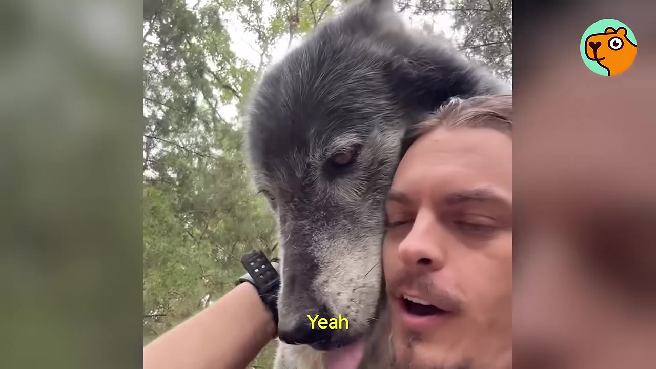 A large grey wolf resting its head gently against a man's face outdoors.