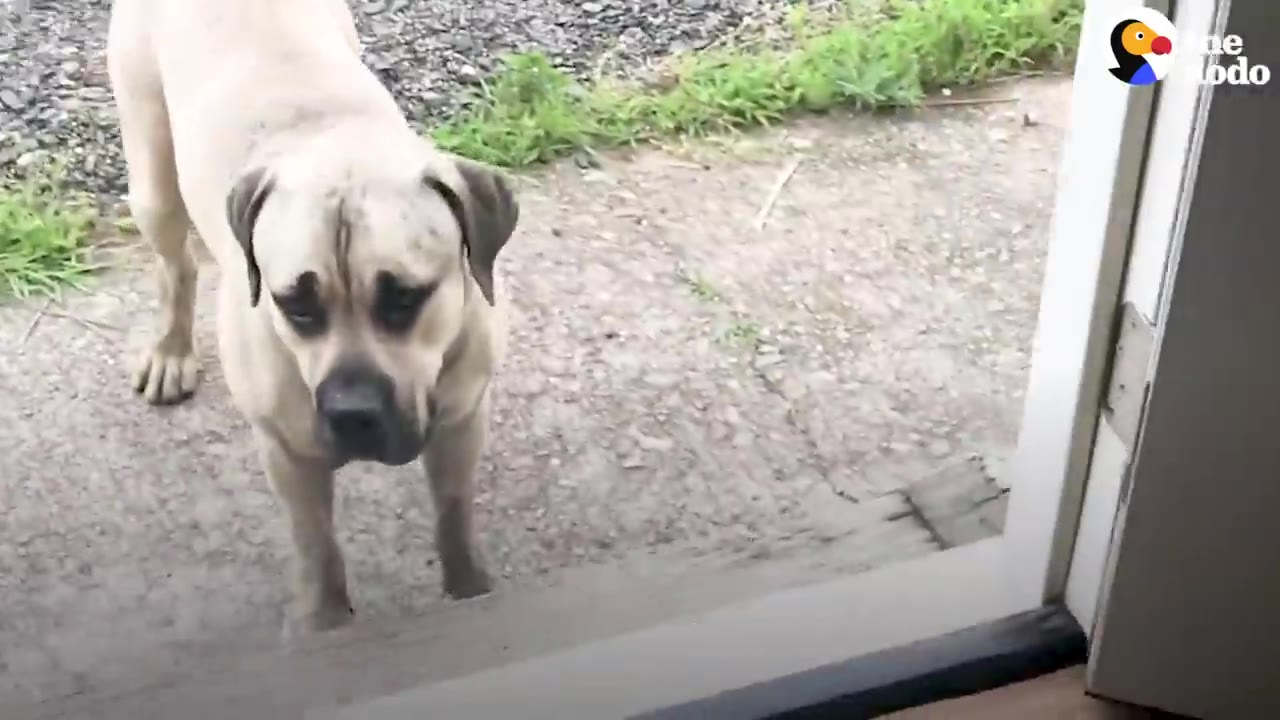A large mastiff dog standing outside an open doorway looking inside.
