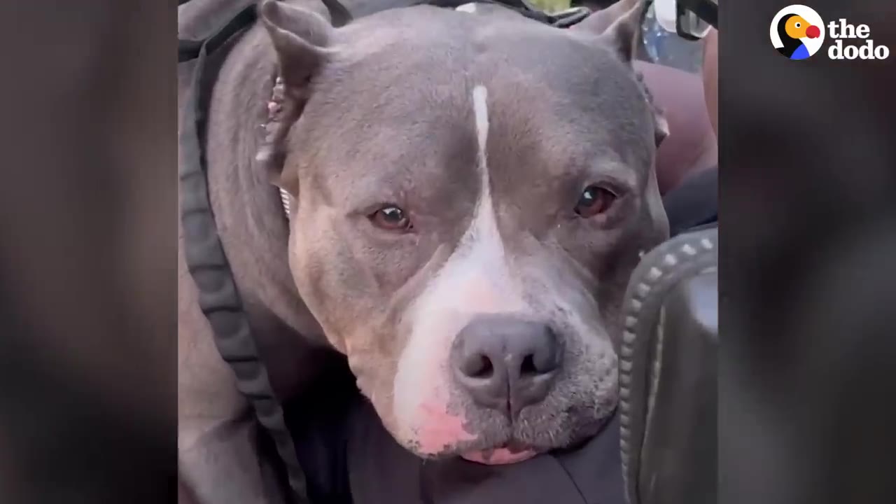 Close-up portrait of Thor, a grey pit bull breed dog with a white stripe down his snout.