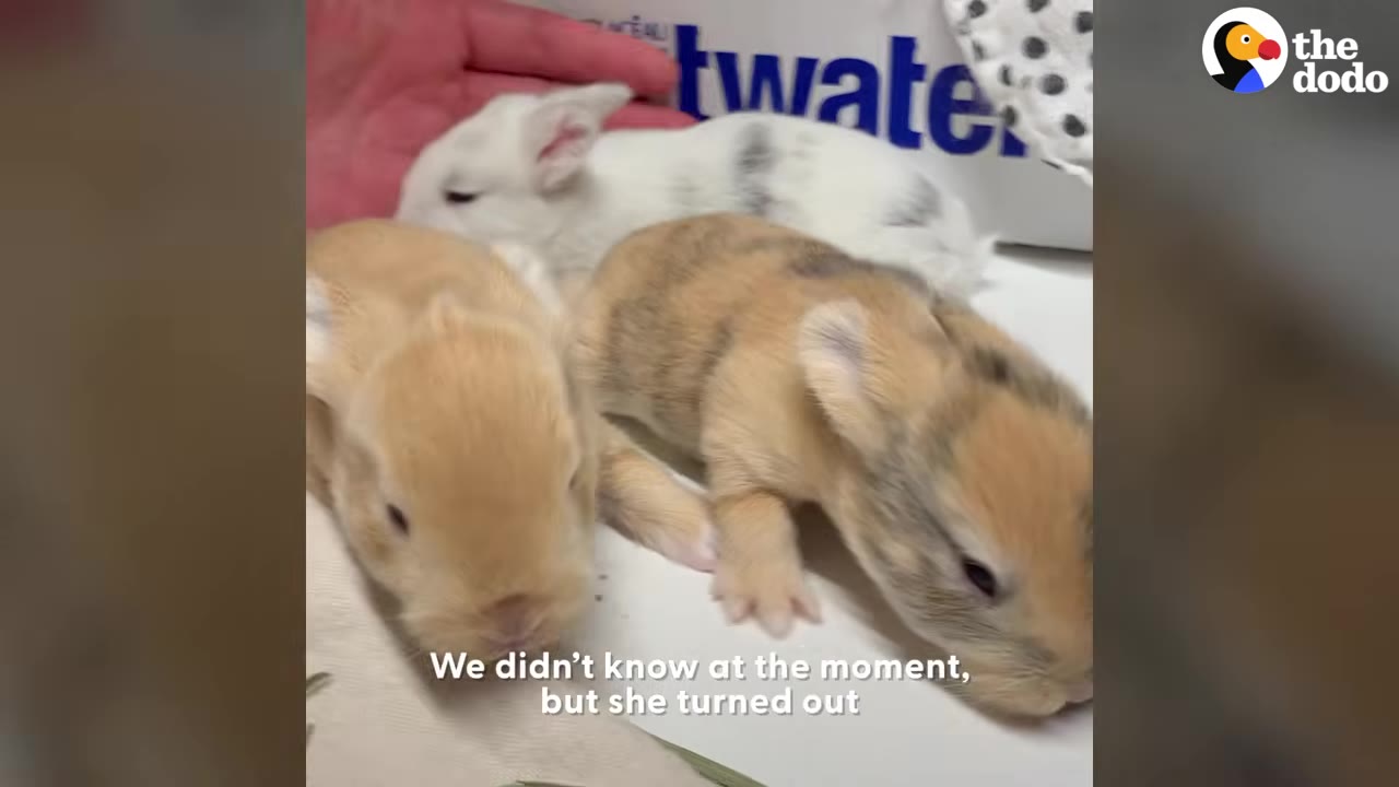 Three small baby rabbits resting close together on a white surface.