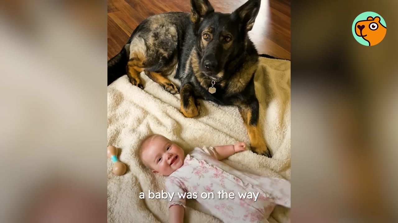 A German Shepherd dog lying on a cozy blanket next to a smiling baby in a floral onesie.