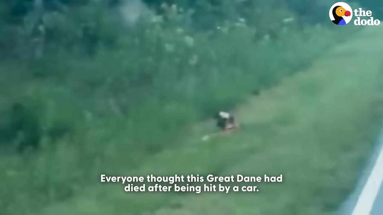 A distant, high-angle view of a dark shape lying on the grassy shoulder of a road, with text overlay reading 'Everyone thought this Great Dane had died after being hit by a car.'