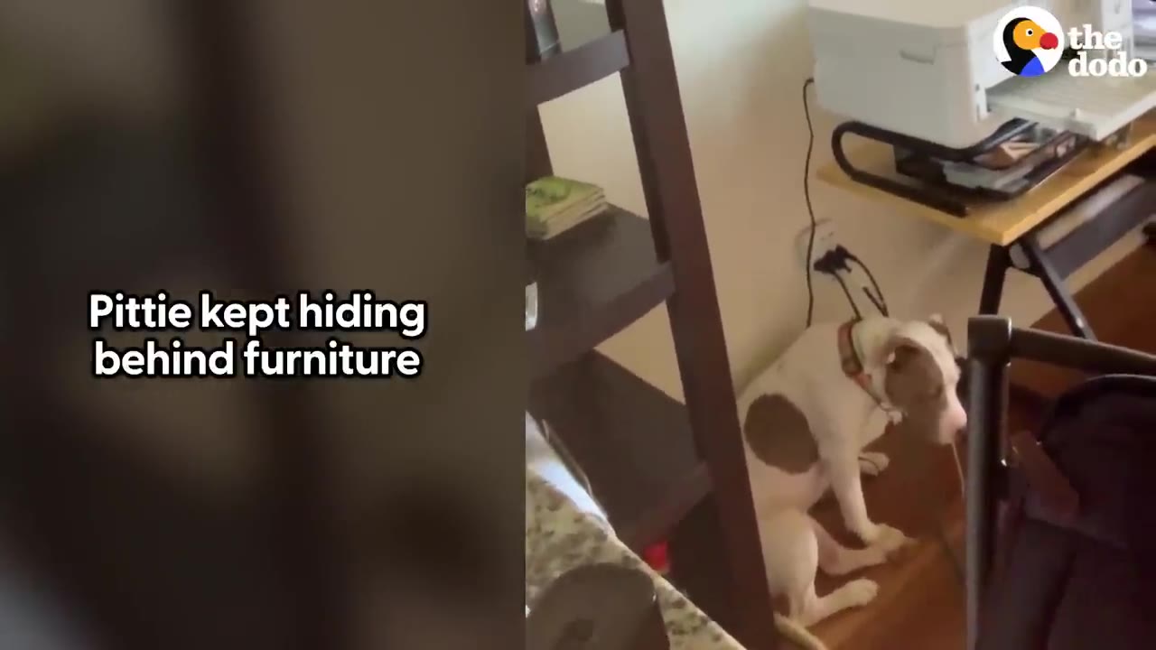 A white and brown pit bull sits tucked away in a narrow space behind a wooden shelf and desk in a room.