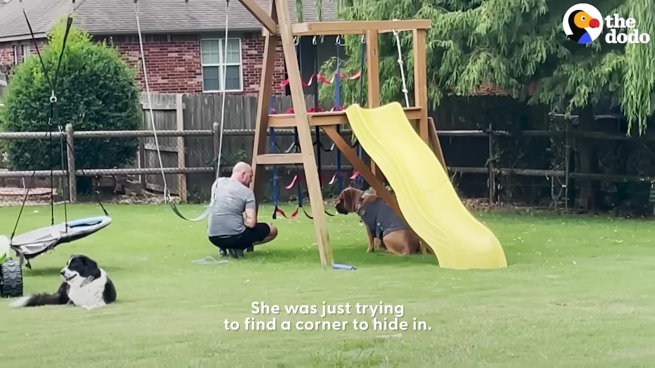 A man crouches on a green lawn near a wooden playset with a yellow slide, facing a large brown dog wearing a grey vest that is sitting under the slide.