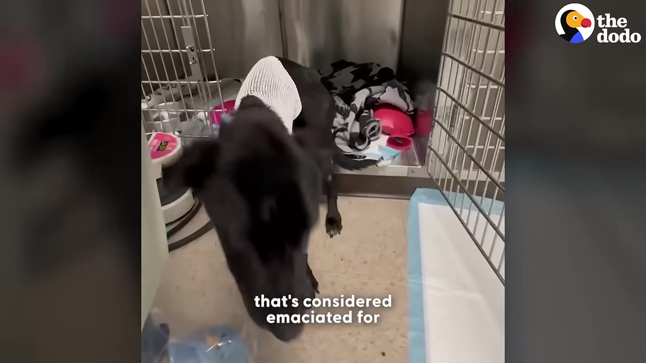 An emaciated black dog wearing a white mesh body wrap stands in front of an open metal kennel cage at a shelter.