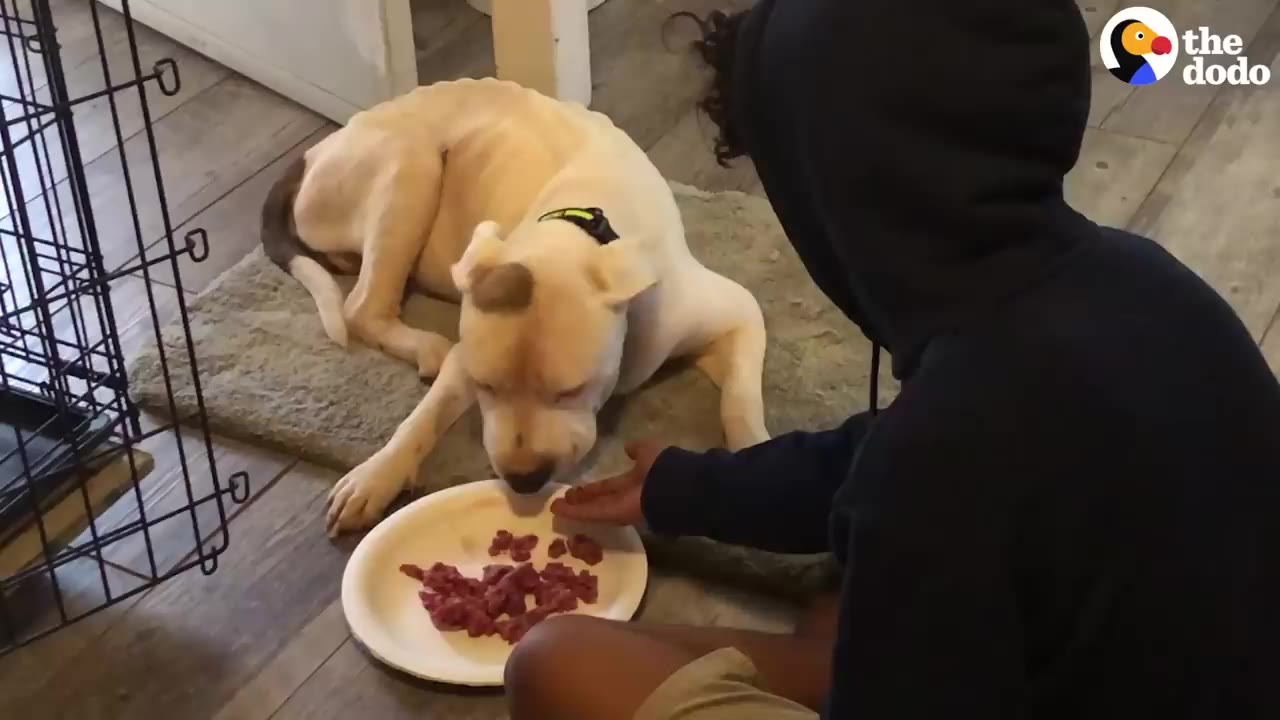 An emaciated white dog with visible ribs lies on a mat indoors, eating food from a plate while a person in a black hoodie sits nearby.