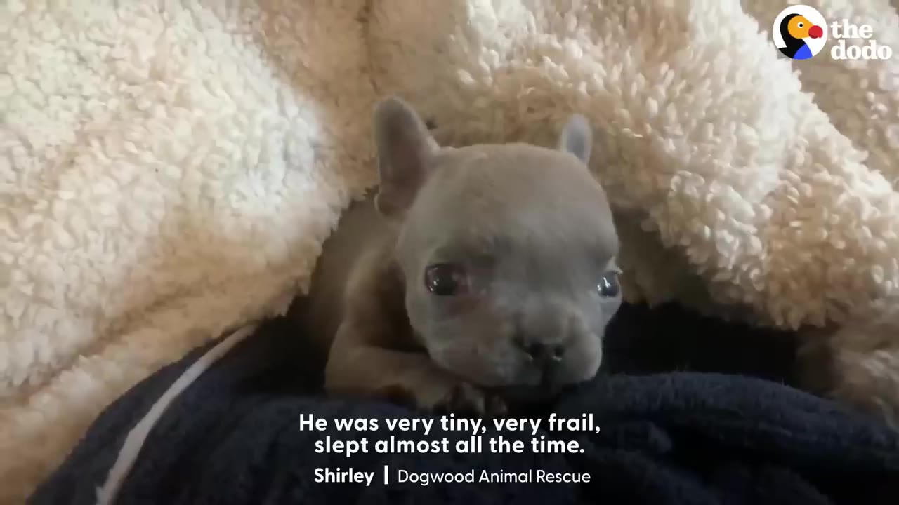A tiny gray French bulldog puppy tucked inside a fluffy white blanket, looking directly forward.