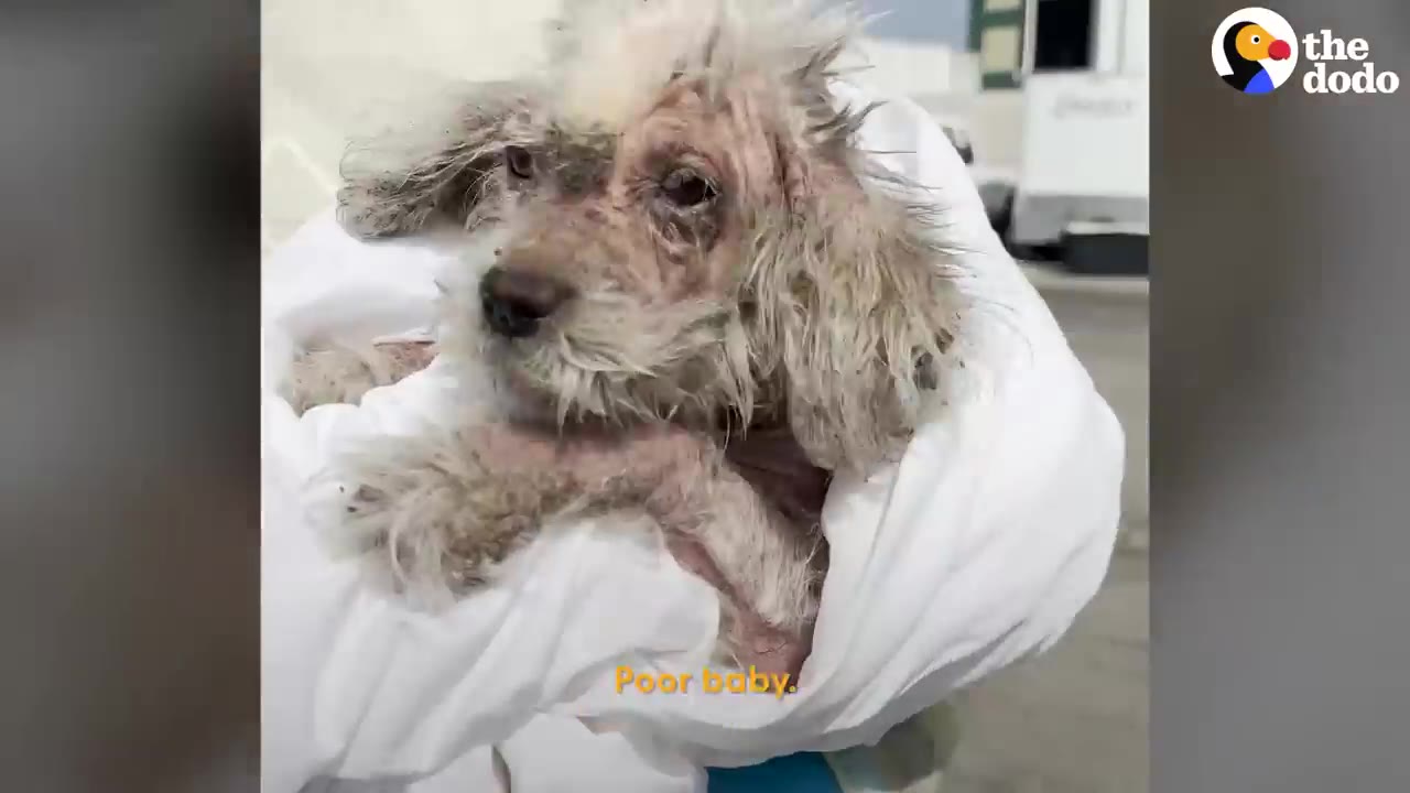 A small, scabby dog with matted fur looks mournfully while wrapped in a white towel.