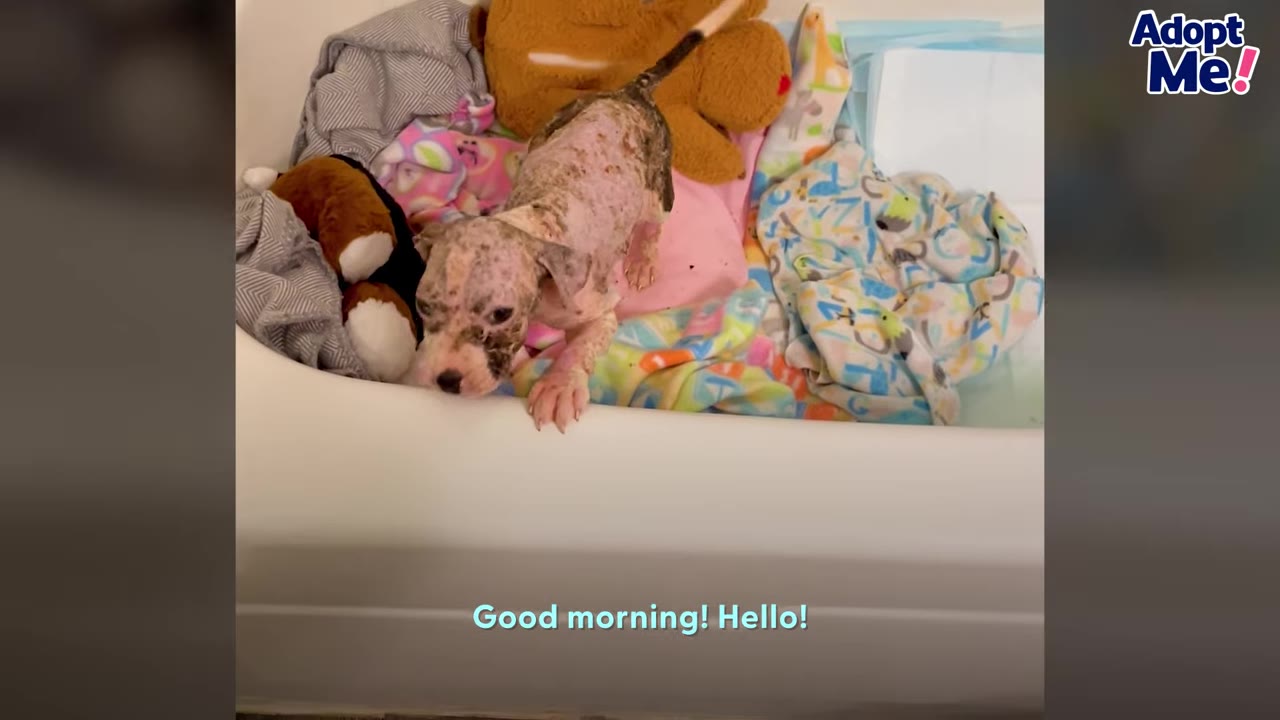 A small, frail puppy with patchy skin condition stands on colorful blankets and plush toys inside a white tub.