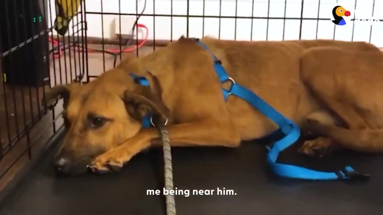 A brown dog wearing a blue harness lies down inside a wire crate, looking sad and anxious.