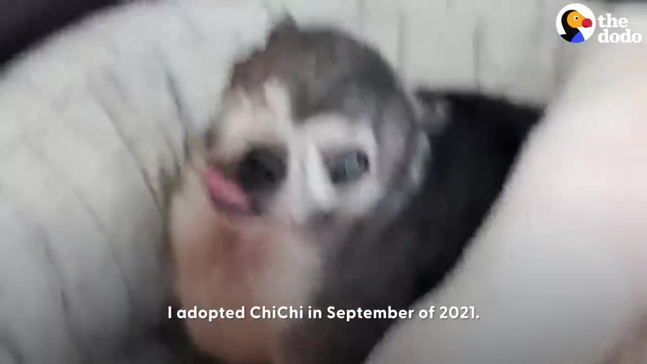 A small, senior Chihuahua-mix dog with grey and white fur sits in a soft dog bed, looking towards the camera with its tongue slightly out.