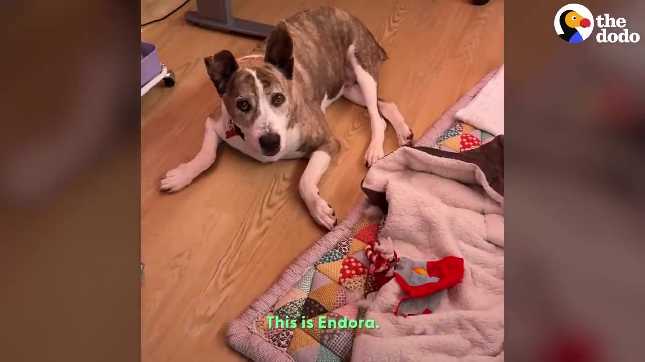 A brindle and white dog named Endora lying on a wooden floor next to a quilted blanket.