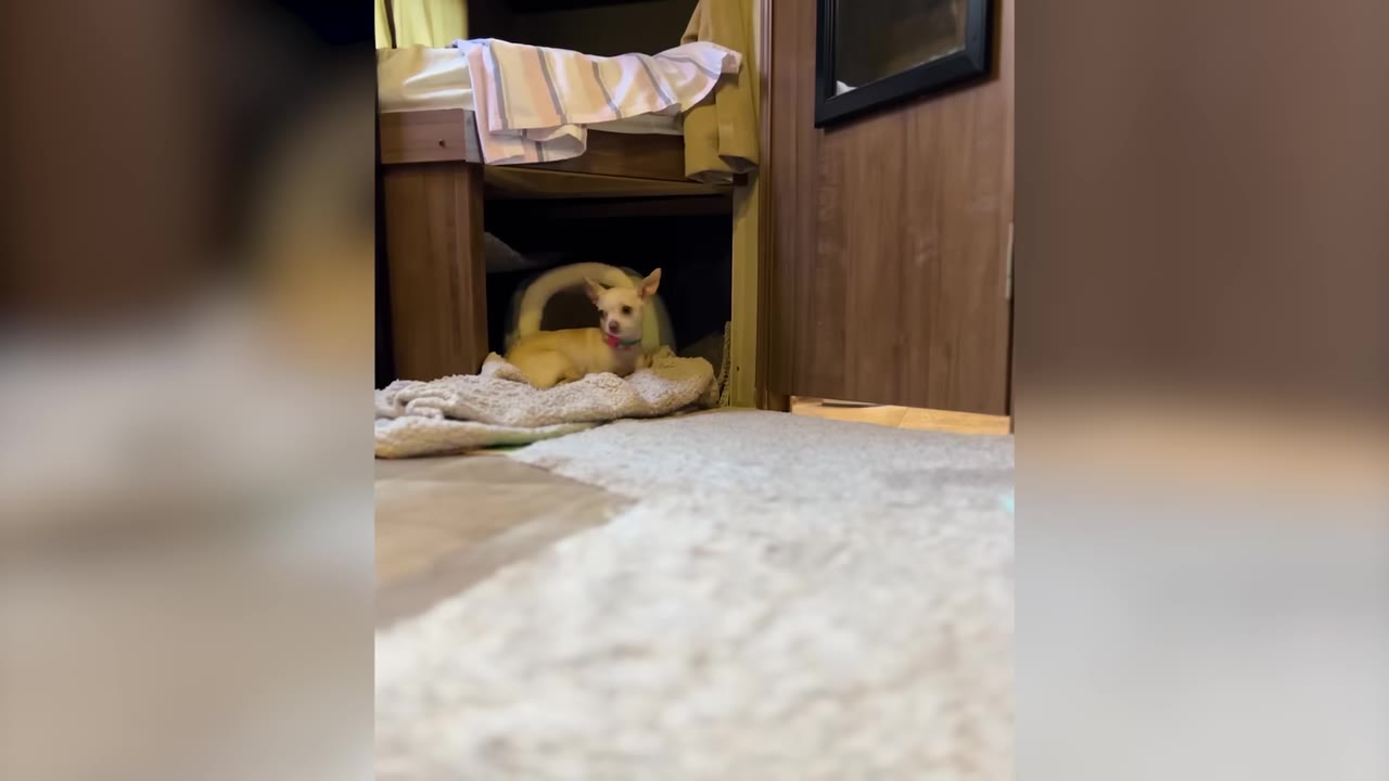 A small light-colored Chihuahua rests on a blanket inside a cozy nook beneath a bed.