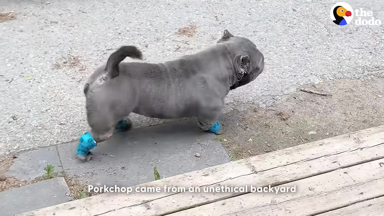 A small, grey, muscular dog named Porkchop with blue bandages on his paws walks on a paved surface.