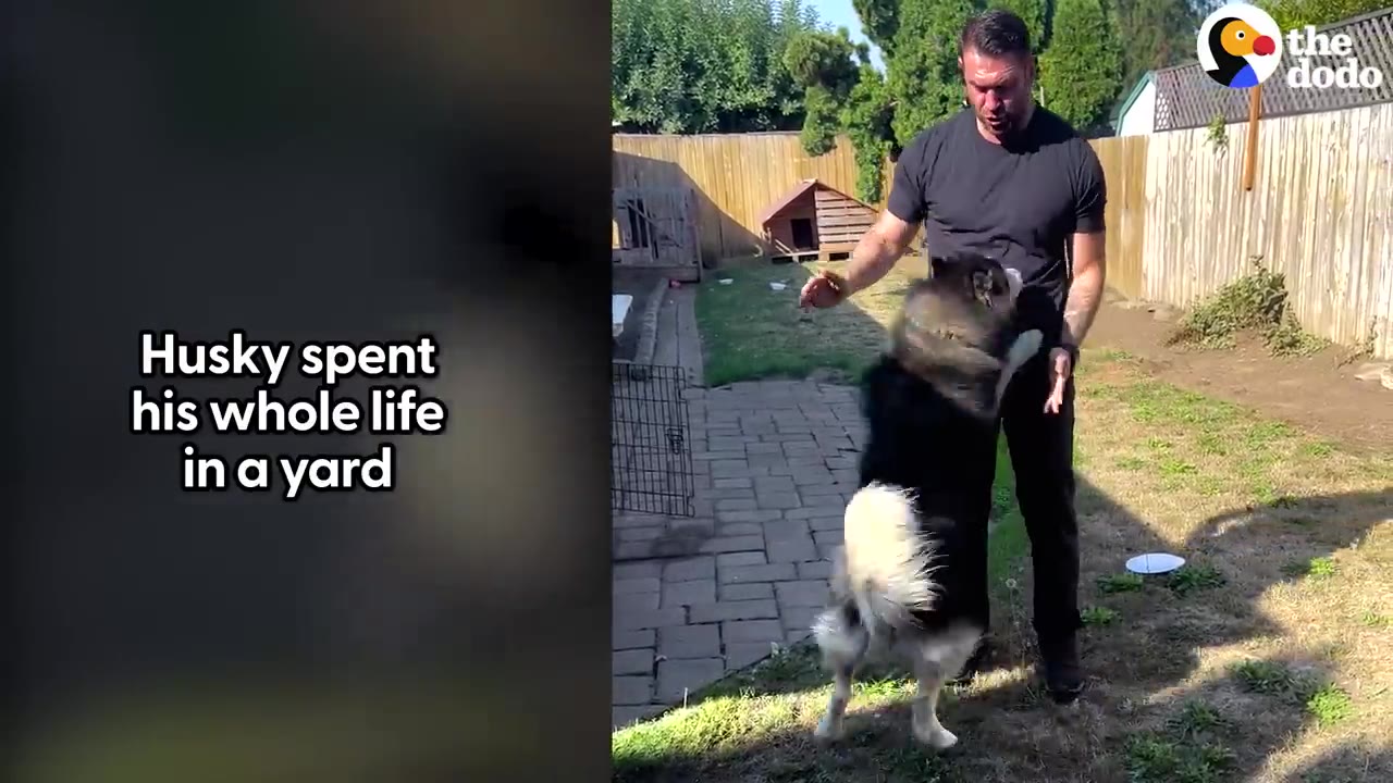 A fluffy husky jumps up on its hind legs to greet a man standing in a backyard.