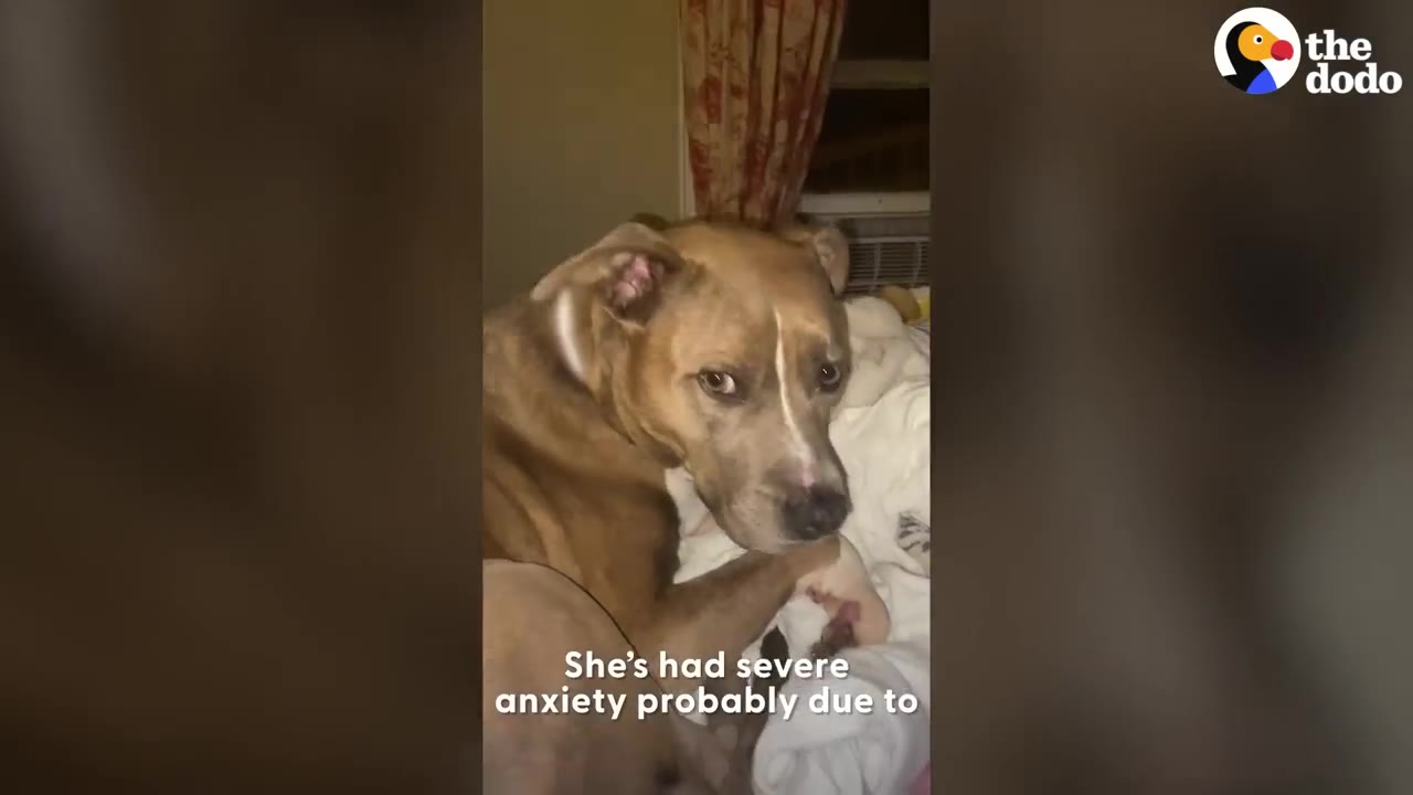 A tan and white pit bull-type dog lies on a bed, looking up with wide, anxious eyes.