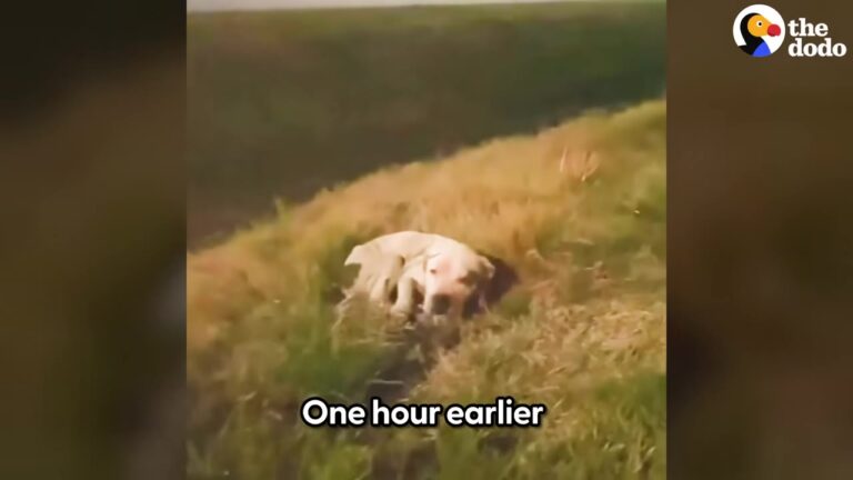 Terrified Texas Stray Dog Froze Beside The Road, But His Tail Wouldn’t Stop Wagging