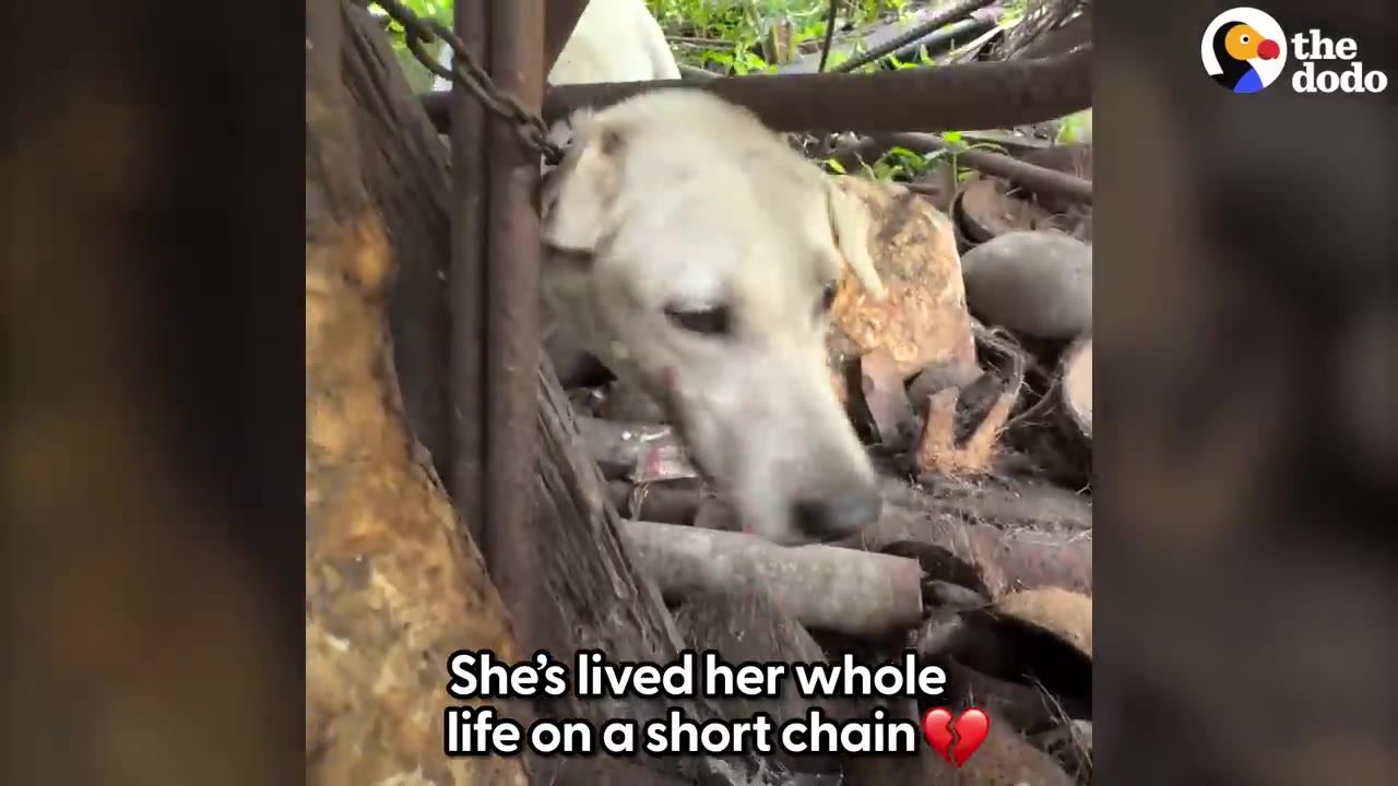 A close-up of a sad white dog chained to a post in a cluttered, debris-filled outdoor area.