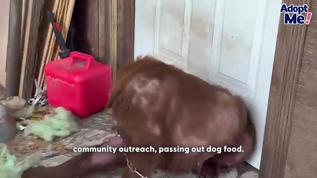 A brown dog with severe hair loss on its back is chained outside a white door next to a red gas can.