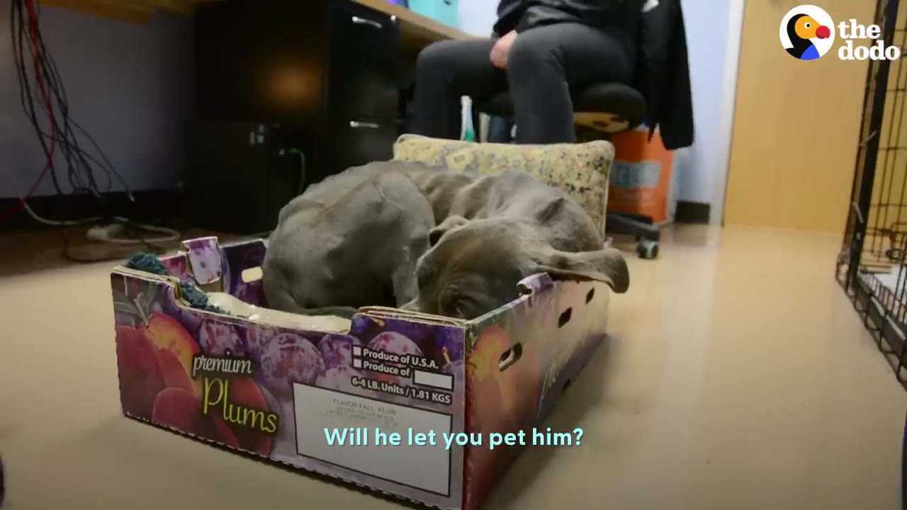 A thin, grey dog curled up tightly inside a cardboard plum box on the floor, hiding his head.