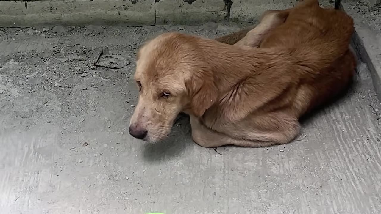 A thin brown dog lying curled up on a concrete floor in a neglected condition.