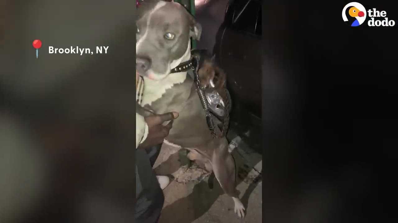 A gray and white pit bull stands outdoors at night while a person holds him.
